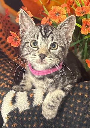 (AB) 8/6/26 Aphrodite, kitten, available for adoption