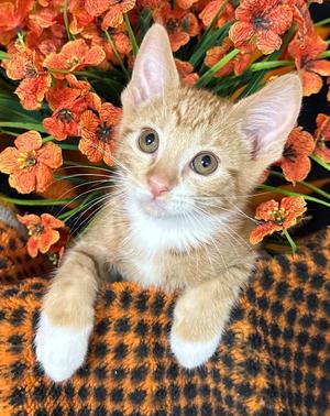 4/19/26 Huckleberry, kitten, available for adoption