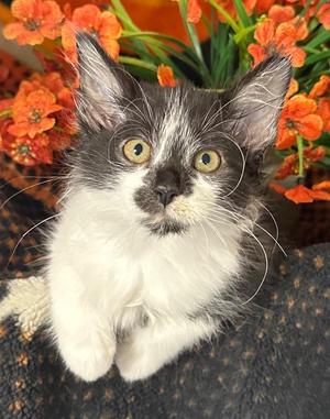 (SS) 9/8/26 Roscoe, kitten, available for adoption