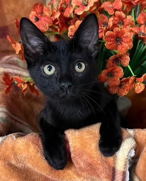 (SA) 6/23/26 Cedar, kitten, available for adoption