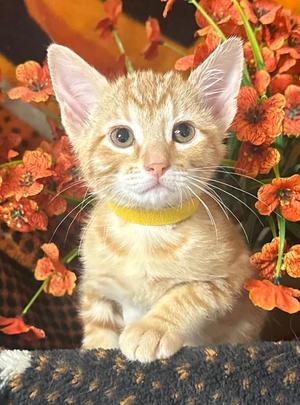 (AB) 8/6/26 Ares, kitten, available for adoption