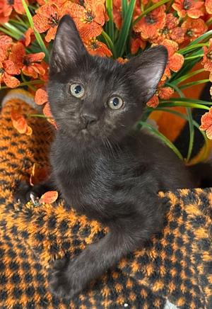 3/25/26 Mary, kitten, available for adoption