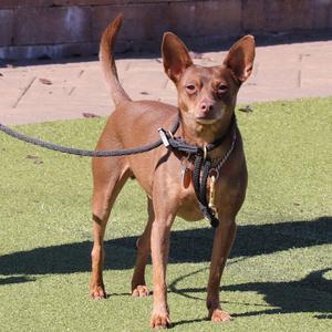 Gio, Mixed Breed, senior, available for adoption