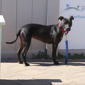 Bella, Mixed Breed, young, available for adoption