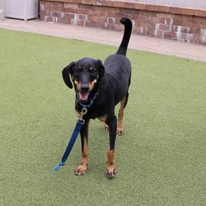 A black dog with a blue leash