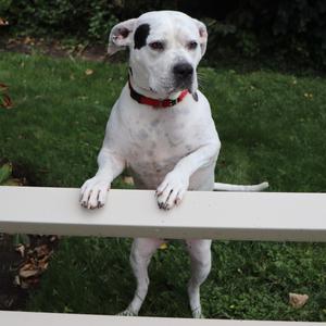 Mama Mia, Mixed Breed, adult, available for adoption