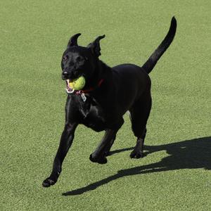 Nora, Mixed Breed, adult, available for adoption