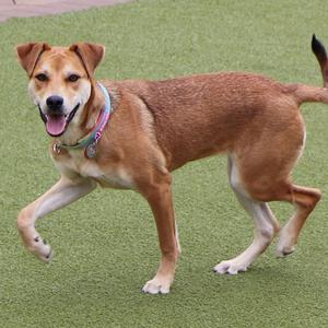 A medium-sized, tan-colored dog with floppy ears and a happy expression is standing on a patch of green turf.