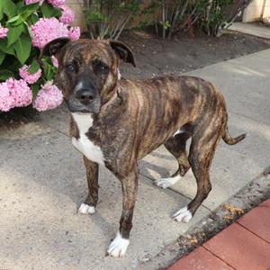 Nova, Mixed Breed, senior, available for adoption