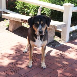 Buster, Mixed Breed, adult, available for adoption