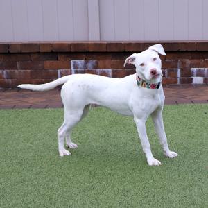 Jade, Mixed Breed, adult, available for adoption