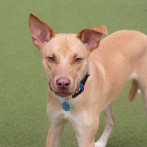 A light brown dog with floppy ears and a collar looking at the camera.