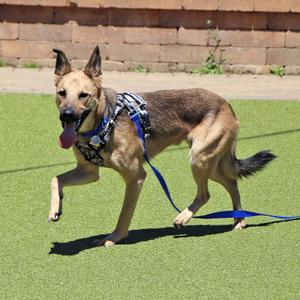 A tan and black German Shepherd mix dog wearing a harness and blue leash runs on a green artificial turf.