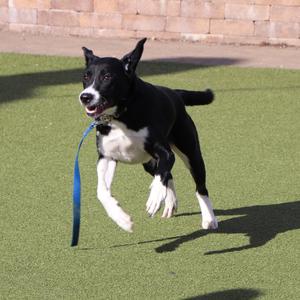 Hudson, Mixed Breed, young, available for adoption