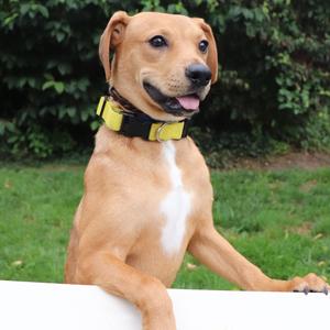 Frankie, Mixed Breed, young, available for adoption