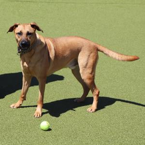 A dog standing on a green surface with a tennis ball in front of it.