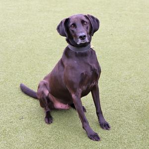 Max, Mixed Breed, senior, available for adoption