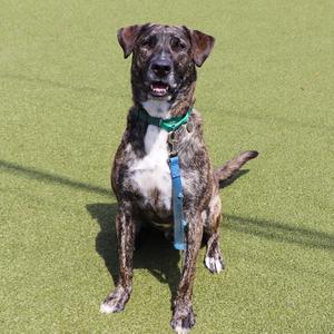 A brindle-colored dog with white markings on its chest and paws sits on a green, artificial turf surface.