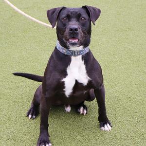 A black and white dog sitting on green turf.