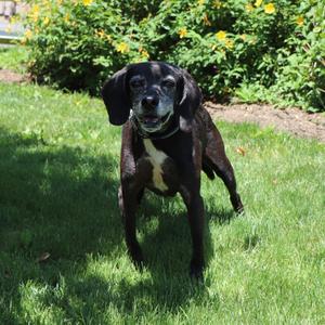 Beau, Mixed Breed, senior, available for adoption