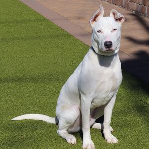Casper, Mixed Breed, young, available for adoption