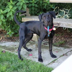 Blair, Mixed Breed, young, available for adoption