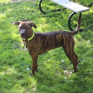 A brindle-colored dog with a light green collar stands on green grass next to a park bench.