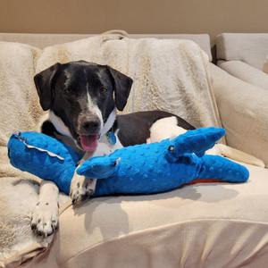 Marty, Mixed Breed, young, available for adoption