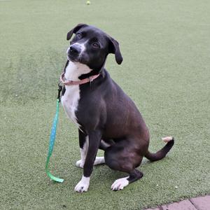 A black and white dog sitting on artificial grass, looking up and to the left.