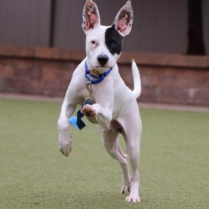 A white dog with black patches on its face and ears jumps on a grassy surface.