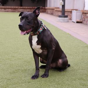 Lincoln, Mixed Breed, adult, available for adoption