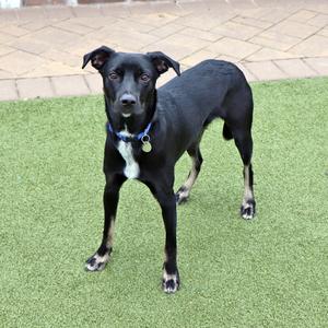 Cooper, Mixed Breed, adult, available for adoption