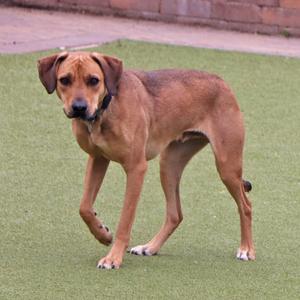 A brown dog with a black collar stands on a patch of artificial grass.