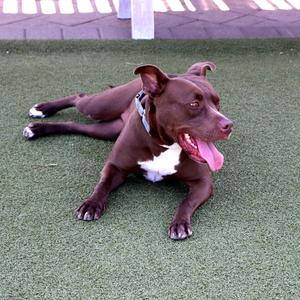 Alice, Mixed Breed, senior, available for adoption