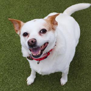 Henny, Mixed Breed, senior, available for adoption