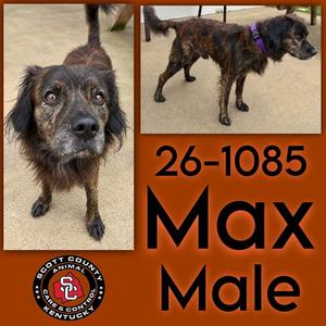 A collage of two photos of a dog named Max. The left photo shows a close-up of Max, a brindle-colored dog with a black muzzle and expressive eyes. The right photo shows Max standing, wearing a purple collar. Text on the image reads "26-1085 Max Male" and includes the logo for Scott County Animal Control.