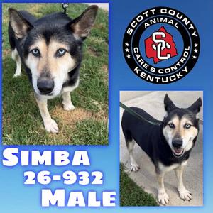 Simba, Siberian Husky / German Shepherd Dog, adult, available for adoption