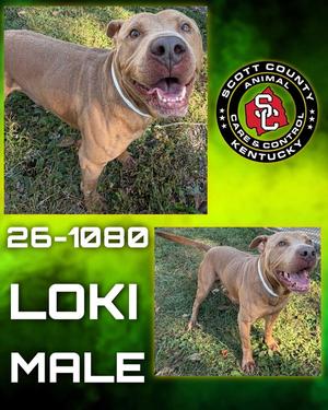 Loki, Pit Bull Terrier, adult, available for adoption