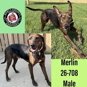 Merlin, Plott Hound, adult, available for adoption