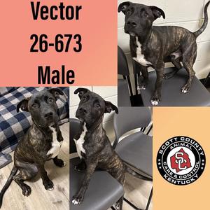 Vector, Mountain Cur, young, available for adoption