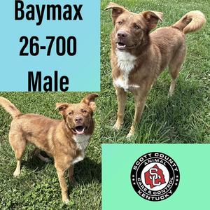 Baymax, Shepherd, adult, available for adoption