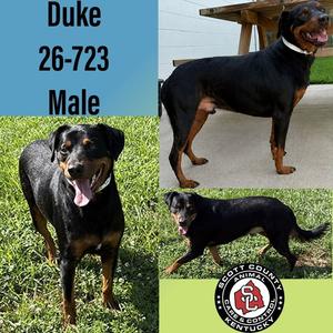 Duke, Doberman Pinscher / Labrador Retriever, adult, available for adoption