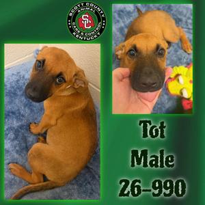Tot, Labrador Retriever / Australian Cattle Dog/Blue Heeler, puppy, available for adoption