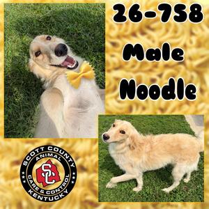 Noodle, Collie / Retriever, adult, available for adoption