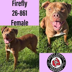 Two brown dogs standing on grass, one with a pink tongue out, the other with a white patch on its chest. Text reads "Firefly 26-861 Female" and "Scott County Animal Control Kentucky".
