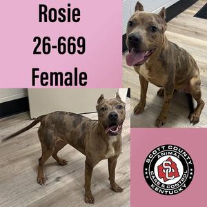 Rosie, Pit Bull Terrier, young, available for adoption