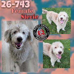 Stevie, Labrador Retriever / Poodle (Standard), adult, available for adoption