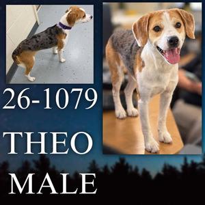 Theo, Beagle / Australian Shepherd, adult, available for adoption