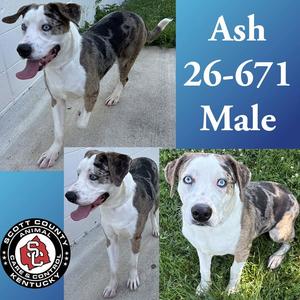 Ash, Catahoula Leopard Dog / Australian Shepherd, young, available for adoption