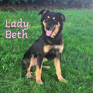 A black and tan dog with a pink tongue sticking out, sitting on green grass. The text "Lady Beth" is written in pink on the left side of the image.